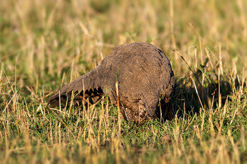 Giant Pangolin, the largest of all Pangolin species in the wilderness of Masai Mara