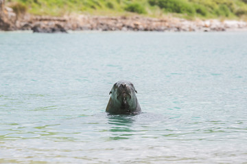 Fototapeta premium Seehund am Allans Beach in Dunedin in Neuseeland (New Zealand)