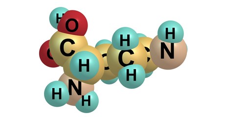 Ornithine molecular structure isolated on white