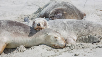 Seehund am Allans Beach in Dunedin in Neuseeland (New Zealand)