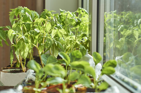 Vegetable seedlings on the window sill