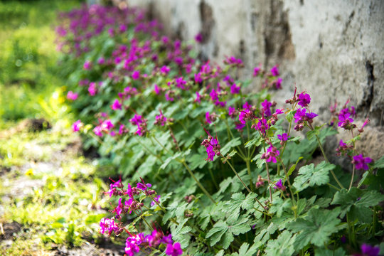 Geranium in a spring garden - selective focus, copy space