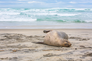 Seehund am Allans Beach in Dunedin in Neuseeland (New Zealand)