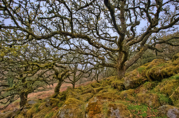 alte Bäume im Wistman's wood
