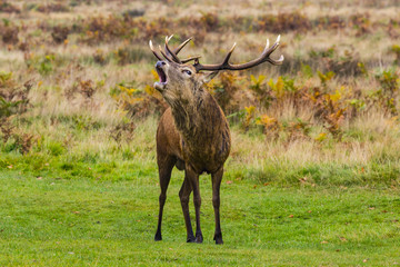 Red Deer (Cervus elaphus) stag, Richmond Park, Richmon, London, England, United Kingdom