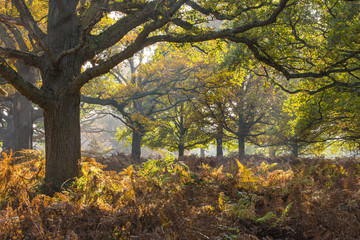 Autumn trees in Richmond Park, Richmond, London, England, United Kingdom