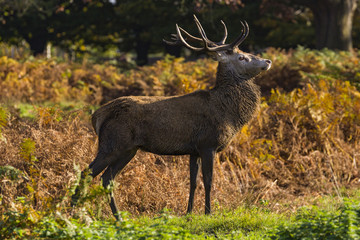 Red Deer (Cervus elaphus) stag, Richmond Park, Richmond, London, England, United Kingdom