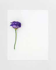 Card with flowers eustoma