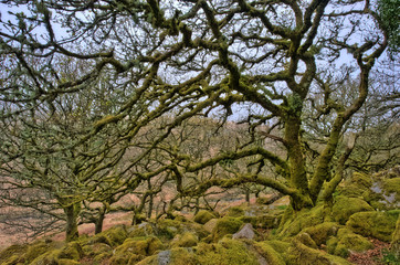 alte Bäume im Wistman's wood