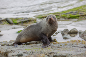 Seehund in Kaikoura (Penguin Walkway) in Neuseeland (New Zealand)