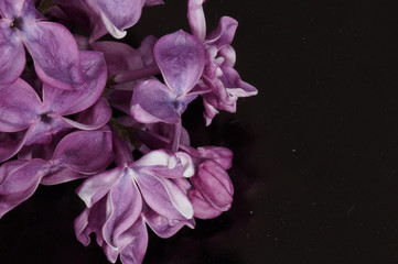 Blooming lilac. A bright lilac isolated on a black background.