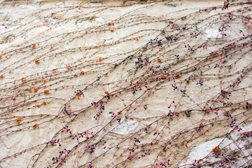 Autumn climbing plant wall texture background in warm fall colors. autumnal branch on a wall