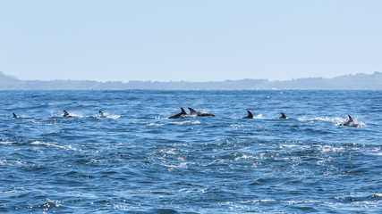 Fototapeta premium Delfine in Kaikoura in Neuseeland (New Zealand)