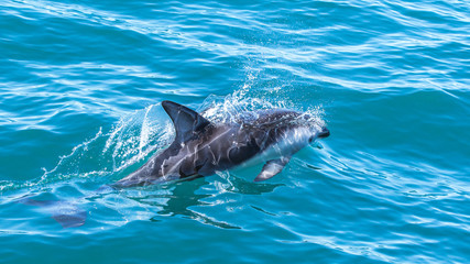 Delfine in Kaikoura in Neuseeland (New Zealand)