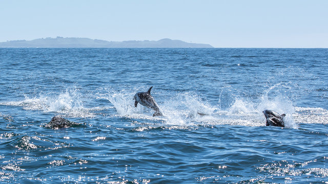 Delfine in Kaikoura in Neuseeland (New Zealand)