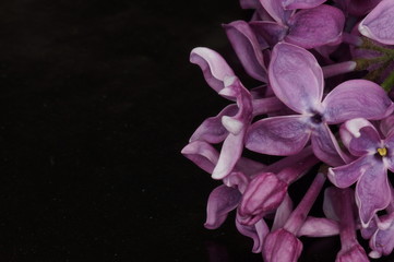 Blooming lilac. A bright lilac isolated on a black background.