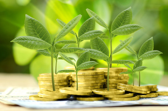 Gold coin with green environmental background.