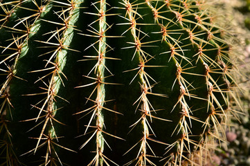 cactus in desert, cactus on rock, cactus Nature green background 
