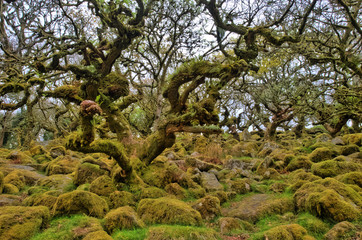 Fototapeta na wymiar alte Bäume im Wistman's wood