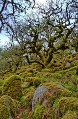 Fototapeta na wymiar alte Bäume im Wistman's wood