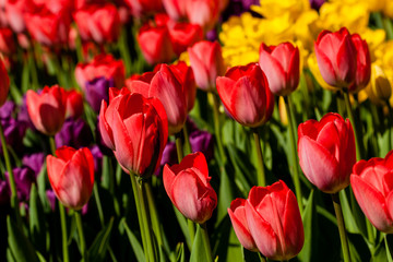 Spring field of colorful tulips