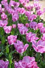 Tulipes violettes au printemps au jardin