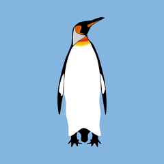 Penguin bird illustration