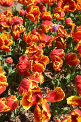 Tulipes rouges frangées de jaune au printemps au jardin