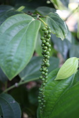 Fresh green pepper vine on tree in the garden
