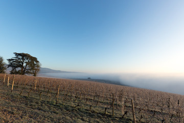 Weinberge mit Mammutbaum