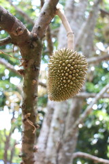 Fresh baby durian, King of fruit Thailand