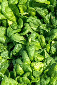 Fresh spinach in an early spring garden