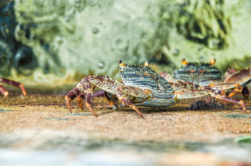 Maldivian crab close-up