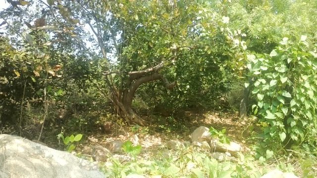 Mulberry, clematis, willow. Bush (Bushveld Savanna) on slopes of hills of Deccan plateau, India
