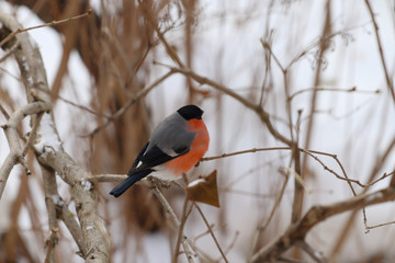 Fat bullfinch sits on tree branch with dry foliage in winter frost day