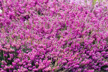Obraz premium Beautiful pink and purple flowers small size blooming in the garden close up on the background of green grass and leaves with sun light. Soft and blur conception