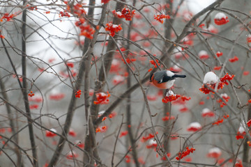 Red bullfinch sits on tree branch and eats rowanberry in winter day