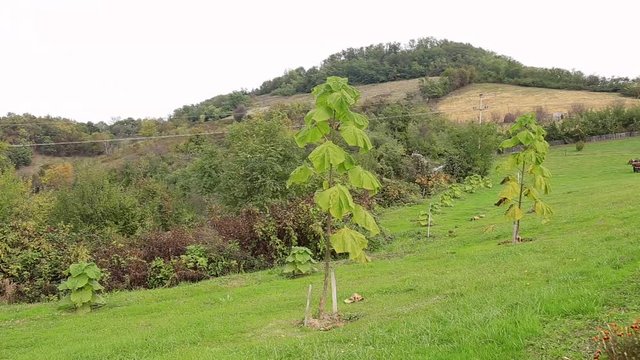Young paulownia tree on the slope