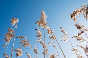 Common reed against blue sky