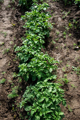 Rows of young potato plants on the field
