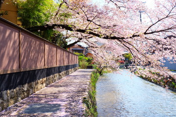 春の祇園白川
