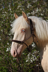 Fototapeta premium Funny Falabella pony in spring blooming cherry garden 