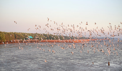 Naklejka premium Seagulls flying in the sky at sunset.