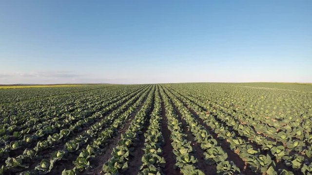 4K: Aerial Field of cabbage heads 