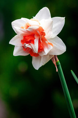 White narcissus flower blossoming on a spring day. Single flower close up