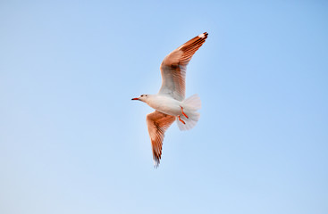 Seagulls flying in the sky at sunset.