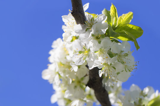 Aromatic sunny blooming branch of a plum against the blue sky, colorful spring floral warm background