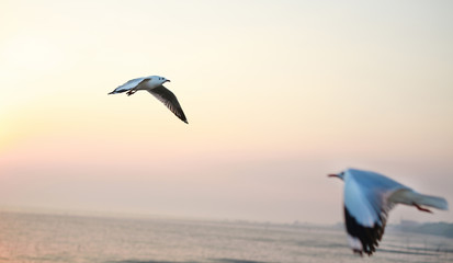 A seagull flying in sunlight.