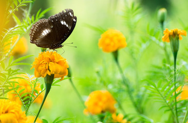 Beautiful butterfly on yellow flower,black butterfly,marigold flower