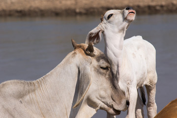 cow mother and baby